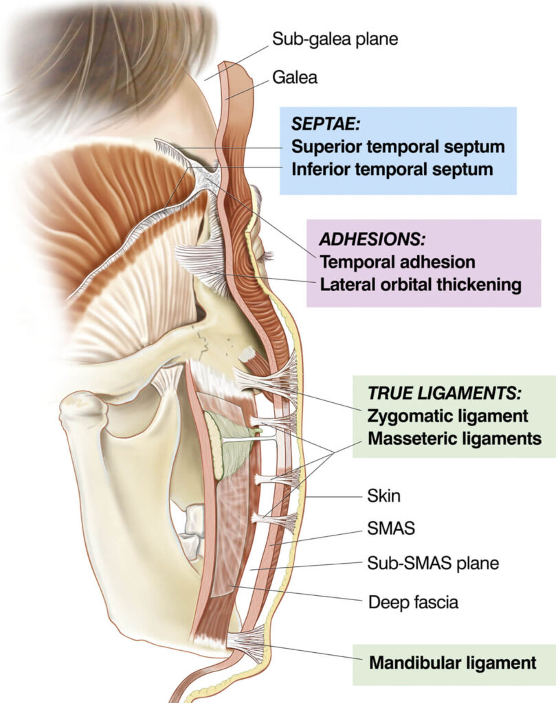 anatomia sistema musculo aponeurotico superficial SMAS